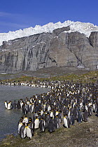 King Penguin (Aptenodytes patagonicus) birds from colony molting, South Georgia Island