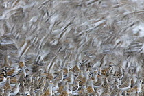 Semipalmated Sandpiper (Calidris pusilla) and Red Knot (Calidris canutus) flock, Delaware Bay, Delaware