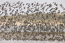 Red Knot (Calidris canutus) flock during migration, Sylt Island, Germany