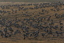 Common Crane (Grus grus) flock feeding, Lake Hornborga, Sweden