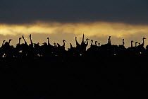 Common Crane (Grus grus) displaying at sunrise, Lake Hornborga, Sweden