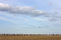 Common Crane (Grus grus) flock feeding on field, Lake Hornborga, Sweden
