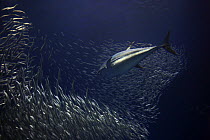 Pacific Bluefin Tuna (Thunnus orientalis) hunting Pacific Sardines (Sardinops sagax), California