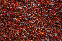 Christmas Island Red Crab (Gecarcoidea natalis) mass resting, Christmas Island, Indian Ocean, Territory of Australia