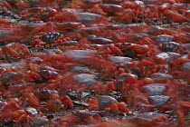 Christmas Island Red Crab (Gecarcoidea natalis) mass during migration, Christmas Island, Indian Ocean, Territory of Australia