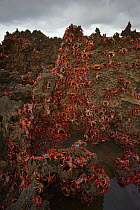 Christmas Island Red Crab (Gecarcoidea natalis) mass on coast the day before spawning, Christmas Island, Indian Ocean, Territory of Australia