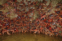 Christmas Island Red Crab (Gecarcoidea natalis) mass resting in rock pool close to coast before spawning, Christmas Island, Indian Ocean, Territory of Australia