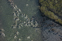 Caribou (Rangifer tarandus) herd crossing a river during summer migration, Arctic National Wildlife Refuge, Alaska