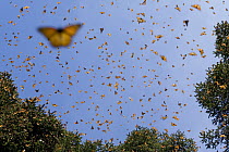 Monarch (Danaus plexippus) butterfly group flying, during a warm day when the overwintering period draws to an end large numbers become active, Michoacan, Mexico
