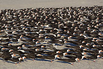 Black Skimmer (Rynchops niger) group resting, Cape May, New Jersey