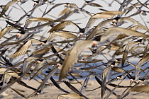 Black Skimmer (Rynchops niger) flock flying, Cape May, New Jersey