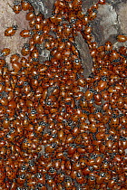 Convergent Lady Beetle (Hippodamia convergens) mass on pine tree bark, California