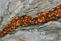 Convergent Lady Beetle (Hippodamia convergens) mass overwintering hidden in tree bark, California