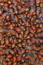 Convergent Lady Beetle (Hippodamia convergens) mass overwintering on tree bark, California