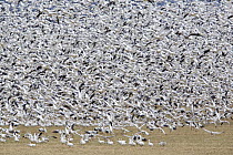 Snow Goose (Chen caerulescens) flock taking flight at Bosque del Apache National Wildlife Refuge, New Mexico