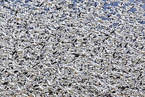 Snow Goose (Chen caerulescens) flock flying at Bosque del Apache National Wildlife Refuge, New Mexico