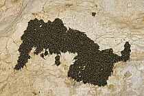 Schreibers' Long-fingered Bat (Miniopterus schreibersii) colony overwintering, Sardinia, Italy