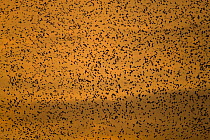 Common Starling (Sturnus vulgaris) mass arriving at roost, Rome, Italy