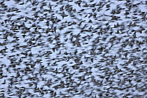 Brambling (Fringilla montifringilla) flock flying, Steiermark, Austria