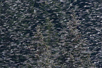 Brambling (Fringilla montifringilla) flock, four million, returning to sleeping place during overwintering in Black Forest, Germany