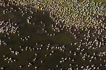 Great White Pelican (Pelecanus onocrotalus) flock, Lake Nakuru, Kenya