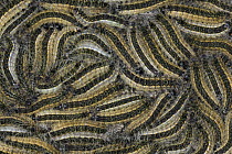Oak Processionary Moth (Thaumetopoea processionea) caterpillars resting close together, Germany