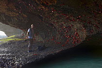 Photographer Ingo Arndt in cave with Christmas Island Red Crab (Gecarcoidea natalis) group, Christmas Island, Indian Ocean, Territory of Australia