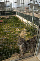 Spanish Lynx (Lynx pardinus) at captive breeding center, Andalusia, Spain