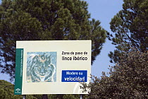 Spanish Lynx (Lynx pardinus) traffic sign, Sierra de Andujar Natural Park, Andalusia, Spain