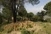 Artificial rabbit den within a wild rabbit breeding enclosure which is surrounded by a predator-proof fence over which the lynx can jump, but other predators cannot, Sierra de Andujar Natural Park, An...
