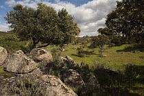 Mediterranean shrubland of Sierra Morena, Sierra de Andujar Natural Park, Andalusia, Spain