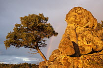Rainbow behind tree and boulders in the Sierra Morena, Sierra de Andujar Natural Park, Andalusia, Spain