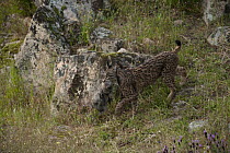 Spanish Lynx (Lynx pardinus) female with European Rabbit (Oryctolagus cuniculus) prey, Sierra de Andujar Natural Park, Andalusia, Spain