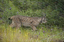 Spanish Lynx (Lynx pardinus) female walking next to predator fence which she can jump to hunt rabbits while other predators are excluded, Sierra de Andujar Natural Park, Andalusia, Spain