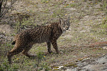 Spanish Lynx (Lynx pardinus) female, Sierra de Andujar Natural Park, Andalusia, Spain
