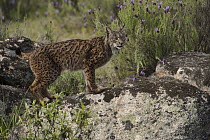 Spanish Lynx (Lynx pardinus) female, Sierra de Andujar Natural Park, Andalusia, Spain