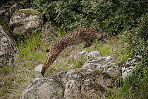 Spanish Lynx (Lynx pardinus) female jumping for prey, Sierra de Andujar Natural Park, Andalusia, Spain