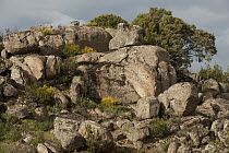 Boulders in the Sierra Morena, Sierra de Andujar Natural Park, Andalusia, Spain