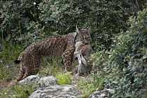 Spanish Lynx (Lynx pardinus) female with European Rabbit (Oryctolagus cuniculus) prey, Sierra de Andujar Natural Park, Andalusia, Spain
