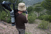 Spanish Lynx (Lynx pardinus) researcher radio tracking animals, Sierra de Andujar Natural Park, Andalusia, Spain