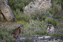 Spanish Lynx (Lynx pardinus) male, one year old, with GPS tracking collar, Sierra de Andujar Natural Park, Andalusia, Spain