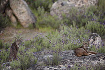 Spanish Lynx (Lynx pardinus) female and one year old male offspring with GPS tracking collar, Sierra de Andujar Natural Park, Andalusia, Spain