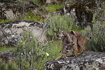 Spanish Lynx (Lynx pardinus) female and one year old male offspring, with GPS tracking collar, playing, Sierra de Andujar Natural Park, Andalusia, Spain
