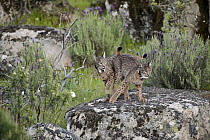 Spanish Lynx (Lynx pardinus) female and one year old male offspring, with GPS tracking collar, playing, Sierra de Andujar Natural Park, Andalusia, Spain