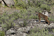 Spanish Lynx (Lynx pardinus) male, one year old, with GPS tracking collar, Sierra de Andujar Natural Park, Andalusia, Spain