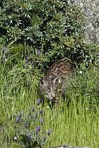 Spanish Lynx (Lynx pardinus) female stalking, Sierra de Andujar Natural Park, Andalusia, Spain