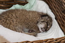 Spanish Lynx (Lynx pardinus) cub, Felina, is being hand raised as her mother was unable to take care of her, El Acebuche Breeding Center, Matalascanas, Donana National Park, Huelva, Andalusia, Spain