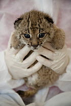 Spanish Lynx (Lynx pardinus) cub, Felina, is being hand raised as her mother was unable to take care of her, with Astrid Vargas, El Acebuche Breeding Center, Matalascanas, Donana National Park, Huelva...