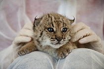 Spanish Lynx (Lynx pardinus) cub, Felina, is being hand raised as her mother was unable to take care of her, with Astrid Vargas, El Acebuche Breeding Center, Matalascanas, Donana National Park, Huelva...