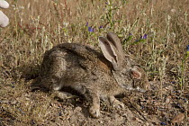 European Rabbit (Oryctolagus cuniculus) infected with myxomatosis, a viral infection that causes blindness and possibly death, Sierra de Andujar Natural Park, Andalusia, Spain